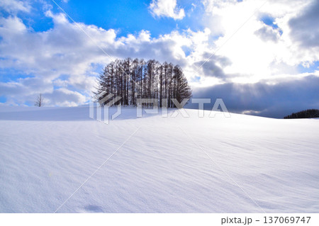 冬　美瑛町　マイルドセブンの丘 137069747