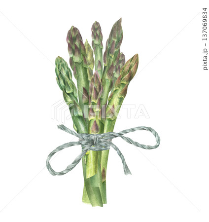 Fresh tender asparagus spears tied with blue rope watercolor illustration on isolated background. Healthy vegetable stem bouquet, green shoots for restaurant menu design, cookbook, recipes. 137069834