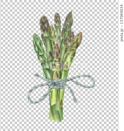 Fresh tender asparagus spears tied with blue rope watercolor illustration on isolated background. Healthy vegetable stem bouquet, green shoots for restaurant menu design, cookbook, recipes. 137069834