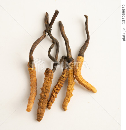 Cordyceps sinensis or Ophiocordyceps sinensis isolated on white background, mushroom herb treatment medicine. Cordyceps sinensis or Ophiocordyceps sinensis isolated on white background, mushroom herb treatment medicine. 137069970
