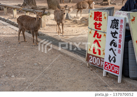 奈良公園の鹿 奈良公園の鹿 137070052