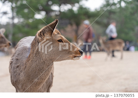 奈良公園の鹿 奈良公園の鹿 137070055