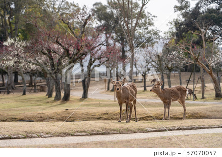 奈良公園の鹿 奈良公園の鹿 137070057