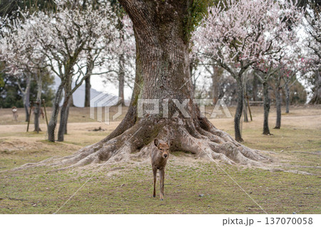 奈良公園の鹿 奈良公園の鹿 137070058