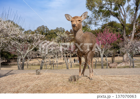 奈良公園の鹿 奈良公園の鹿 137070063