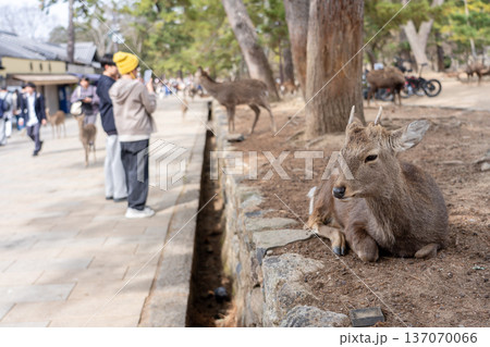 奈良公園の鹿 137070066