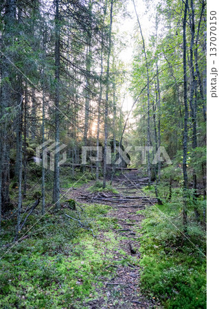 Mossy forest path with fallen branches in dense green woodland nature Mossy forest path with fallen branches in dense green woodland nature 137070150
