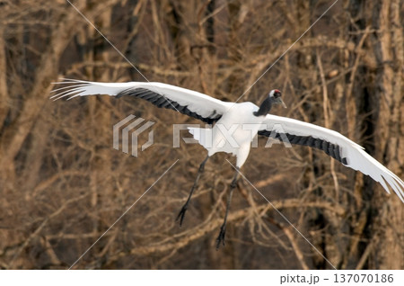 丹頂鶴のランディング 137070186