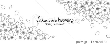 白地に繊細な線で描いた桜の花のフレームイラスト 137070188