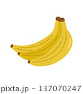 Bunch of ripe yellow bananas. Vector illustration. 137070247