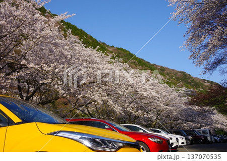 兵庫県南あわじ市 諭鶴羽ダムの駐車場に咲く満開の桜 兵庫県南あわじ市 諭鶴羽ダムの駐車場に咲く満開の桜 137070535