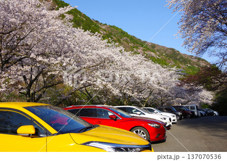 兵庫県南あわじ市 諭鶴羽ダムの駐車場に咲く満開の桜 兵庫県南あわじ市 諭鶴羽ダムの駐車場に咲く満開の桜 137070536