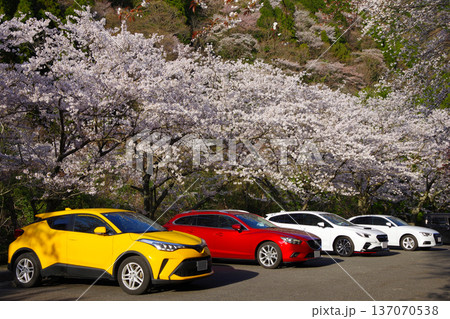 兵庫県南あわじ市 諭鶴羽ダムの駐車場に咲く満開の桜 兵庫県南あわじ市 諭鶴羽ダムの駐車場に咲く満開の桜 137070538