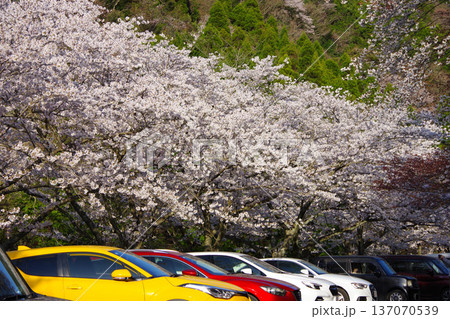 兵庫県南あわじ市 諭鶴羽ダムの駐車場に咲く満開の桜 兵庫県南あわじ市 諭鶴羽ダムの駐車場に咲く満開の桜 137070539