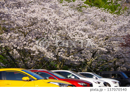 兵庫県南あわじ市　諭鶴羽ダムの駐車場に咲く満開の桜 137070540