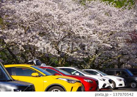 兵庫県南あわじ市　諭鶴羽ダムの駐車場に咲く満開の桜 137070542