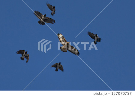 Crows chase the common buzzard Crows chase the common buzzard 137070757