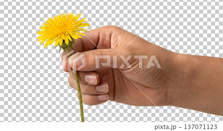 Hand holding a bright yellow dandelion flower with green stem, isolated. Perfect for nature, summer, and simple botanical concepts 137071123