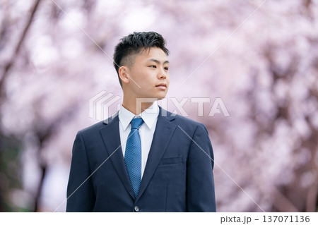 フレッシャーズ スーツの若い男性 桜 フレッシャーズ スーツの若い男性 桜 137071136