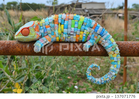 Chameleon with Colorful Skin Camouflaged Among Natural Patchwork of Surroundings Chameleon with Colorful Skin Camouflaged Among Natural Patchwork of Surroundings 137071776