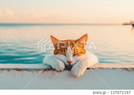 Relaxed Cat Posing with Paws on Barrier Against Tranquil Sea Backdrop at Sunset Relaxed Cat Posing with Paws on Barrier Against Tranquil Sea Backdrop at Sunset 137072197