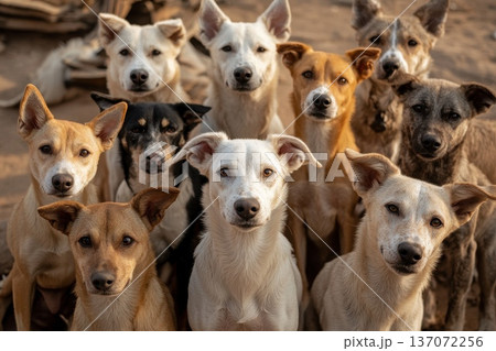 Diverse Group of Happy Stray Dogs Standing Together in a Natural Outdoor Setting Diverse Group of Happy Stray Dogs Standing Together in a Natural Outdoor Setting 137072256