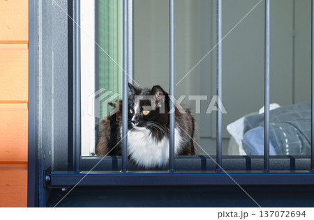 Fluffy black and white cat looking outside through window bars in sunlight 137072694