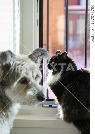 Cat and dog sitting together on windowsill at home in natural sunlight Cat and dog sitting together on windowsill at home in natural sunlight 137072700