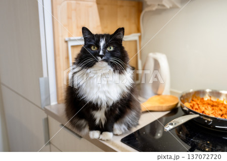 Fluffy black and white cat sitting on kitchen counter near cooking food at home Fluffy black and white cat sitting on kitchen counter near cooking food at home 137072720