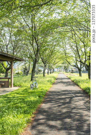 田園地帯に延びる桜並木　旧国鉄倉吉線　サイクリングイメージ 137073335