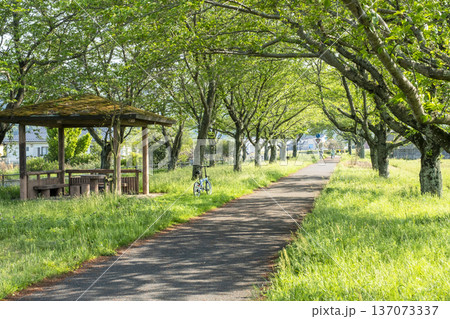 田園地帯に延びる桜並木 旧国鉄倉吉線 サイクリングイメージ 田園地帯に延びる桜並木 旧国鉄倉吉線 サイクリングイメージ 137073337