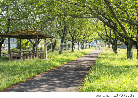 田園地帯に延びる桜並木 旧国鉄倉吉線 サイクリングイメージ 田園地帯に延びる桜並木 旧国鉄倉吉線 サイクリングイメージ 137073338