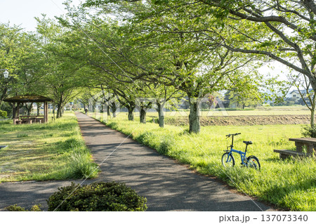田園地帯に延びる桜並木 旧国鉄倉吉線 サイクリングイメージ 田園地帯に延びる桜並木 旧国鉄倉吉線 サイクリングイメージ 137073340