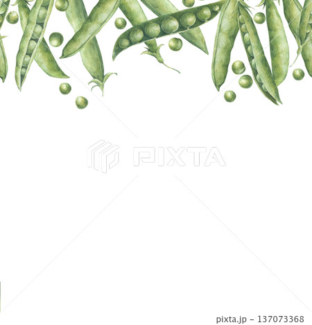 Upper border of green peas pods and seeds. Seamless pattern. Horizontal border. Watercolor illustration hand drawn and isolated on a white background. Perfect for posters, packing, postcards, textile 137073368