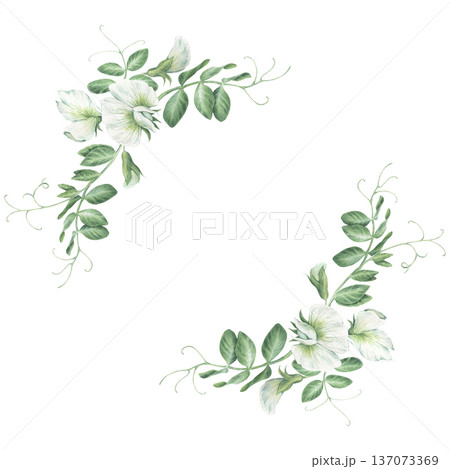 Half wreath with white flowers and leafs of green peas. Watercolor illustration hand drawn and isolated on a white background. Perfect for decorating postcards, wedding invitation, textile, tableware 137073369