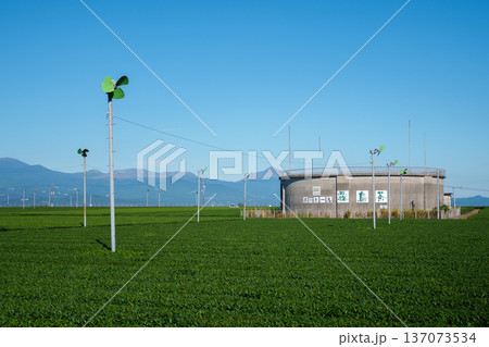 鹿児島の霧島茶畑 鹿児島の霧島茶畑 137073534