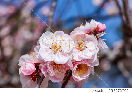 早春に咲く美しい梅の花、内裏のクローズアップ 137073700