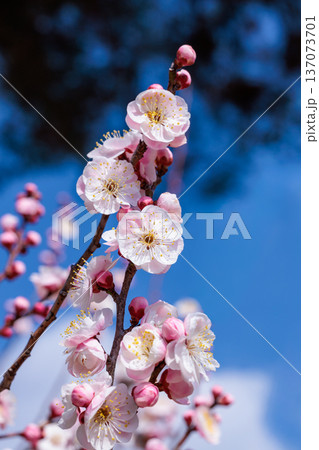 早春に咲く美しい梅の花、内裏のクローズアップ 137073701