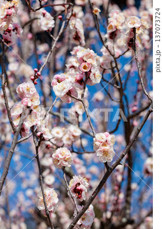 早春に咲く美しい梅の花 内裏 早春に咲く美しい梅の花 内裏 137073724