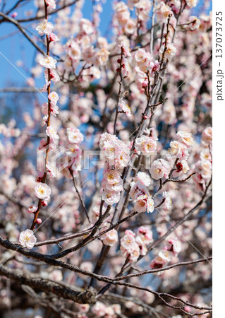 早春に咲く美しい梅の花　内裏 137073725