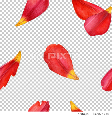 Watercolor seamless pattern of red tulip petals floating on white. Ideal for fabric, wallpaper, wrapping paper, stationery and spring designs 137073740
