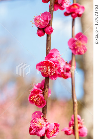 早春に咲く美しい梅の花 一重寒紅 早春に咲く美しい梅の花 一重寒紅 137073763