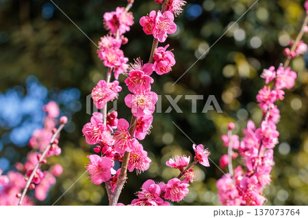 早春に咲く美しい梅の花　一重寒紅 137073764