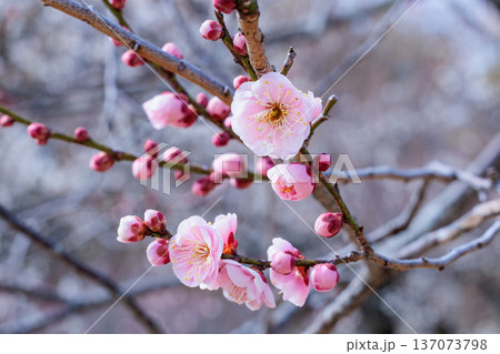 早春に咲く美しい梅の花　見驚 137073798