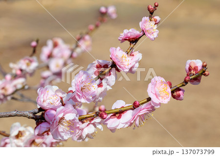 早春に咲く美しい梅の花　見驚 137073799