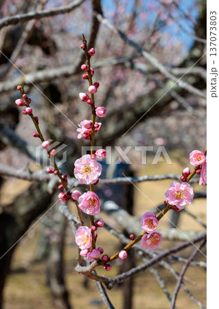 早春に咲く美しい梅の花　見驚 137073803