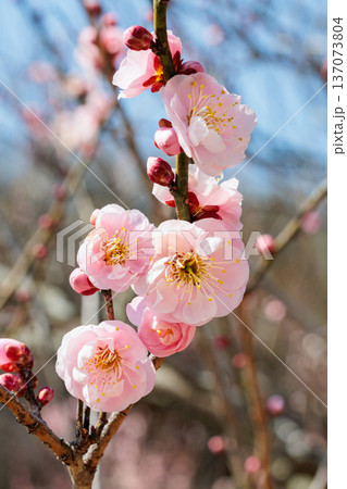 早春に咲く美しい梅の花 見驚 早春に咲く美しい梅の花 見驚 137073804