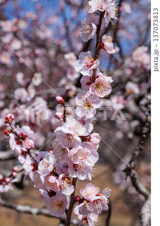 早春に咲く美しい梅の花　紅冬至 137073813