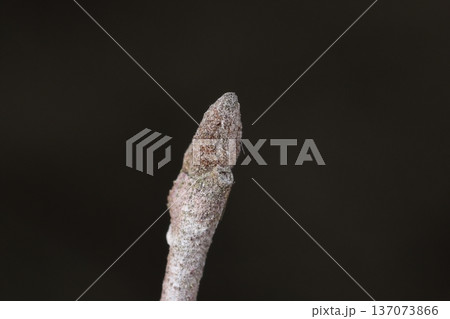 自然　植物　エゴノキ、冬芽と葉痕です。冬芽は一～三ミリ、葉痕は半円形で小さくともに目立ちません 137073866