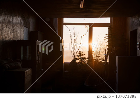 Silhouetted Interior with Sunset View Through Large Window Framed by Twisted Branches and Potted Plants 137073898